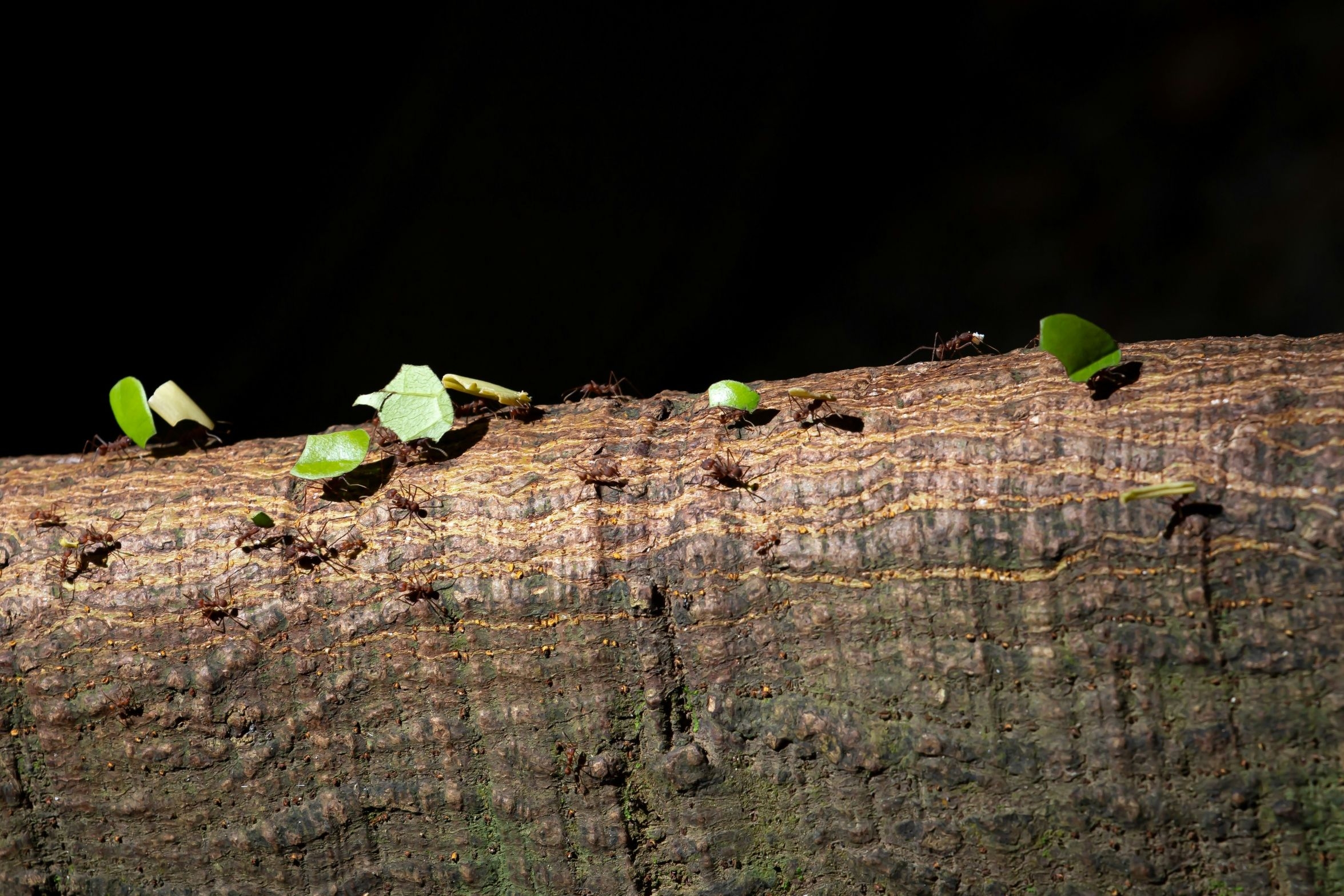 Firma jest jak organizm. Dlaczego współpraca między działami to podstawa?
